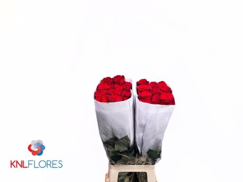 Rosa grootbloemig Freedom