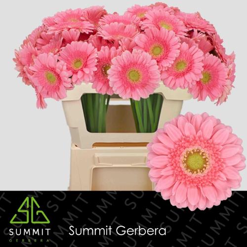 Gerbera mini Juna