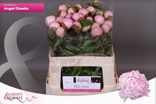 Paeonia Lactiflora Grp 'Angel Cheeks'