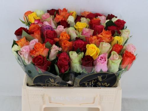 Rosa grootbloemig gemengd in bos