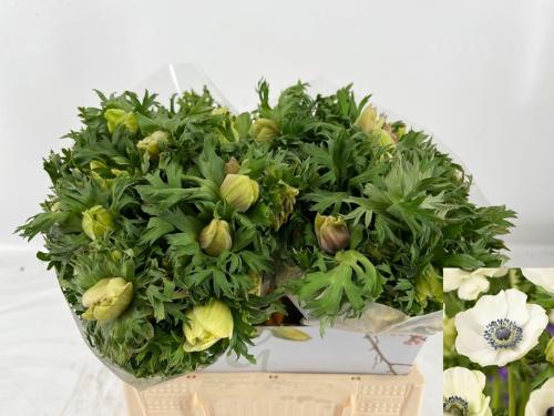 Anemone coronaria 'Marianne Panda'