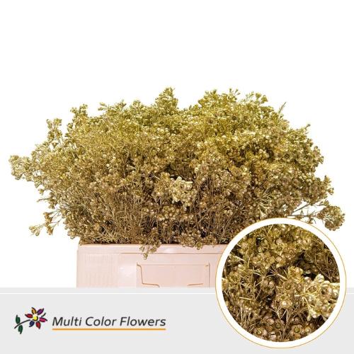 Chamelaucium kleurbehandeld H%