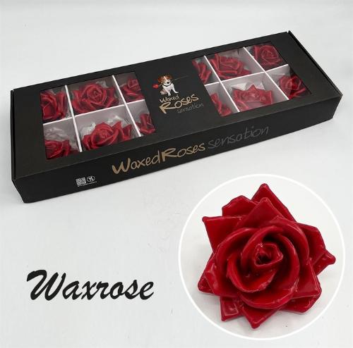 Rosa grootbloemig gewaxt H%