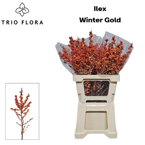 Ilex verticillata 'Winter Gold'
