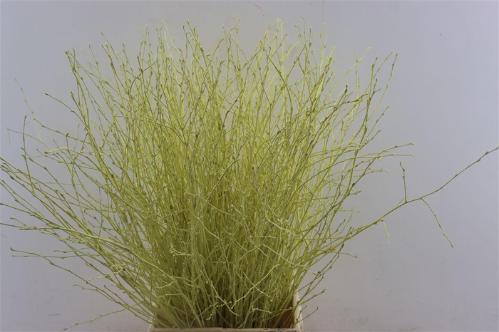 Betula kleurbehandeld H%