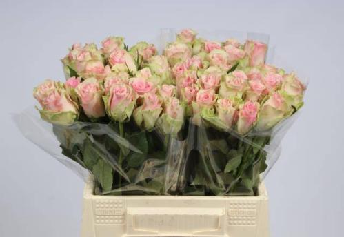 Rosa grootbloemig Belle Rose
