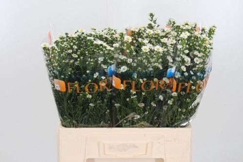 Aster Universum Grp 'Paquita'