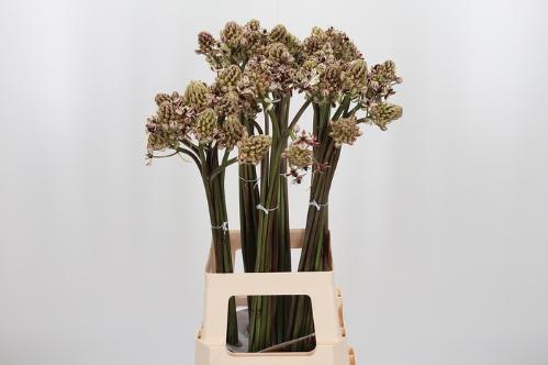 Ornithogalum saundersiae kleurbehandeld H%