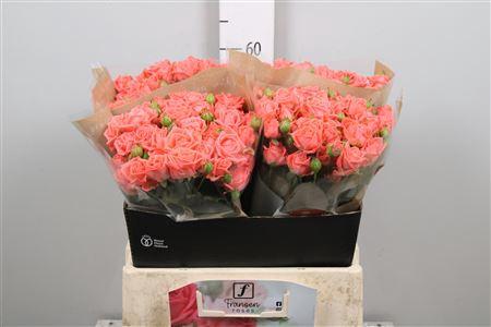Rosa tros Barbados