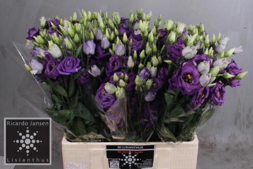 Eustoma russellianum gevuldbloemig 'Rosita Blue'