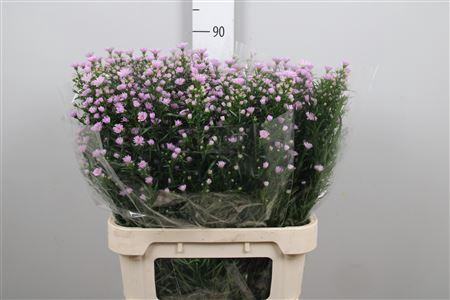Aster Universum Grp 'Claudia'