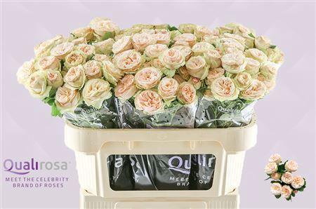 Rosa tros Gentle Trendsetter