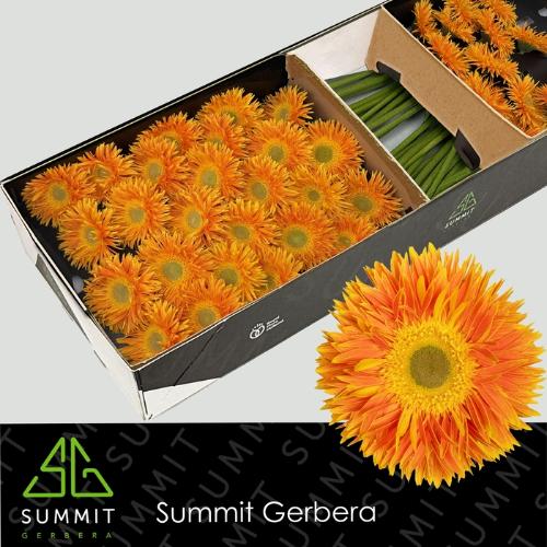 Gerbera grootbloemig spinvormig Maui+