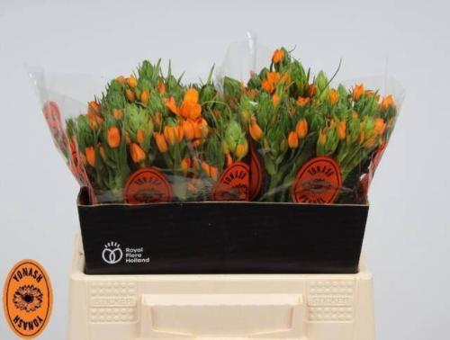 Ornithogalum dubium 'Sunshine'