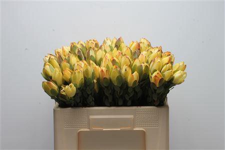 Leucadendron discolor