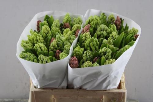 Hyacinthus orientalis gemengd 5 kleuren