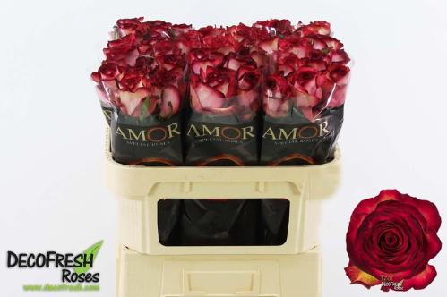 Rosa grootbloemig Tzar