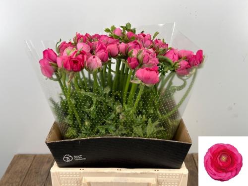 Ranunculus asiaticus 'Amandine Bonbon'