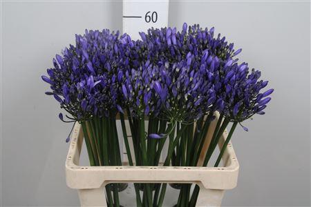 Agapanthus (Funnel Grp) 'Uri'