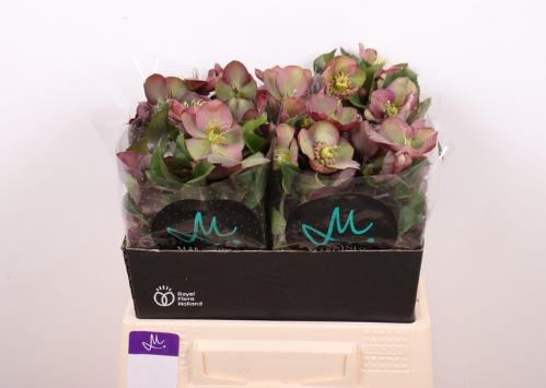 Helleborus 'Mammoth Pink'