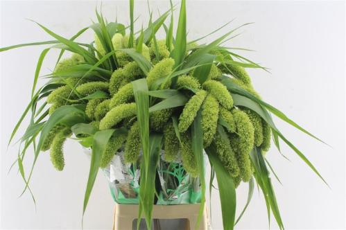 Setaria italica 'Volle Melk'