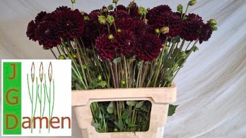 Dahlia Ball Grp 'Gipsy Night'