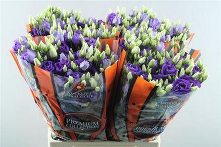 Eustoma russellianum gevuldbloemig 'Rosita Blue'