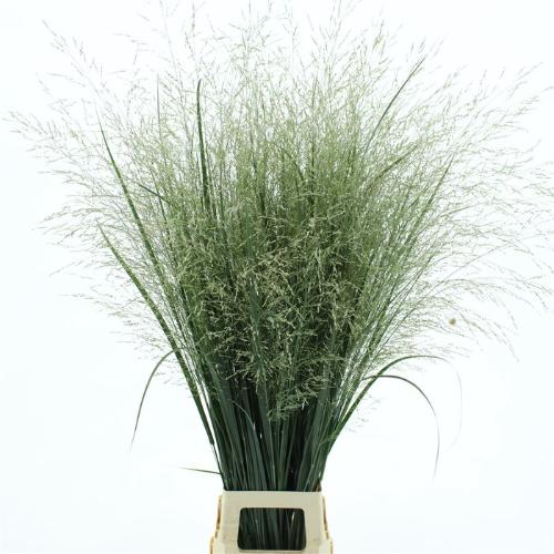 Panicum virgatum 'Northwind'