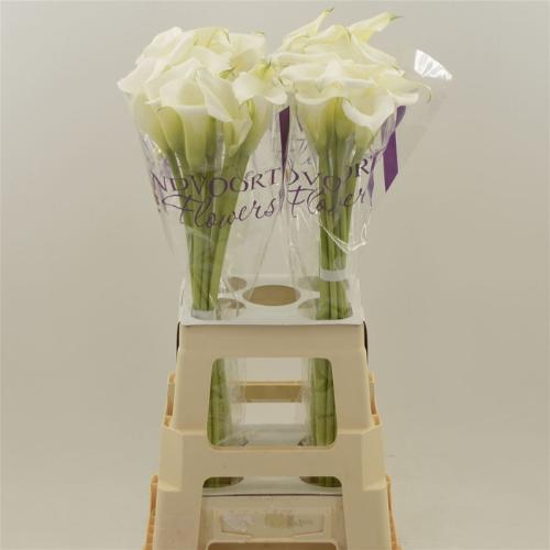 Zantedeschia White Art