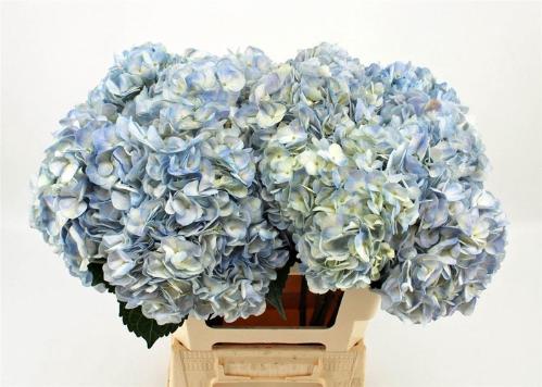 Eryngium planum 'Blue Ribbon'