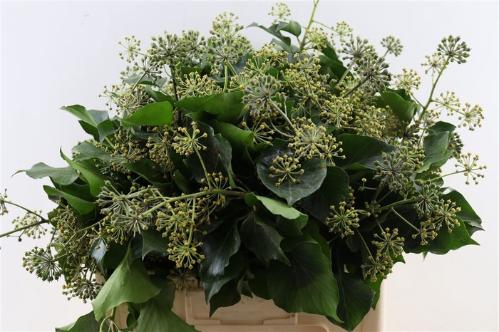 Hedera helix (blad)