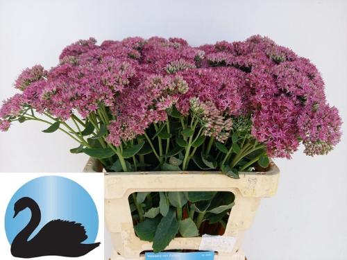 Sedum telephium 'Munstead Dark Red' 