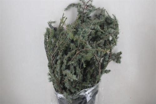 Pinus strobus per bos