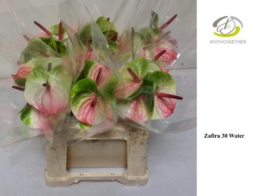 Anthurium Andreanum Grp Zafira