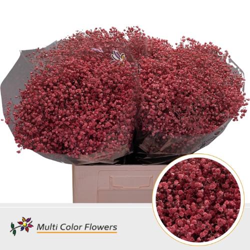Gypsophila overig kleurbehandeld H%