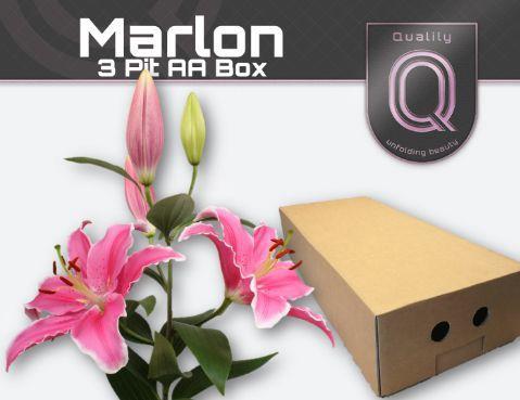 Lilium Oriental Grp 'Marlon'