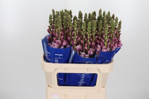 Antirrhinum majus 'Potomac lavender'