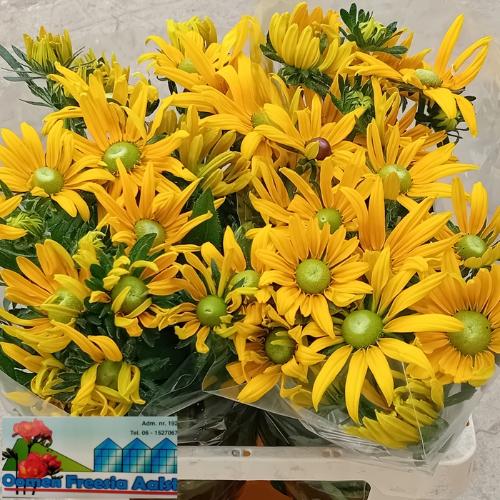 Rudbeckia overig