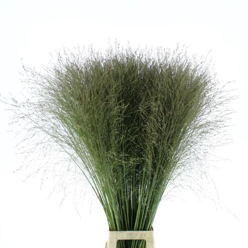 Panicum virgatum 'Thundercloud'