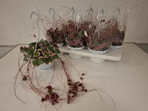 Narcissus Grootkronige Grp met blad 'Hollywood'