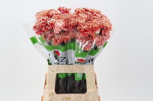 Dianthus standaard kleurbehandeld H%