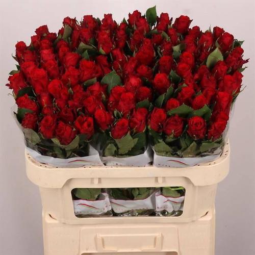 Rosa grootbloemig Red Torch