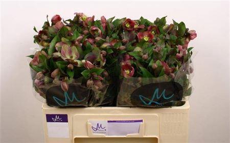 Helleborus 'Mammoth Pink'