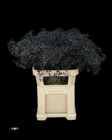 Gypsophila overig kleurbehandeld H%