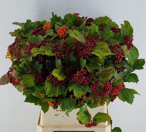 Viburnum opulus per tak 'Satisfaction'