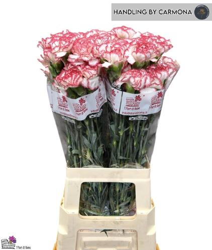 Dianthus standaard 'Happy Fans'