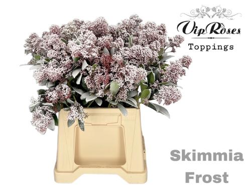Skimmia per bos overig kleurbehandeld H%