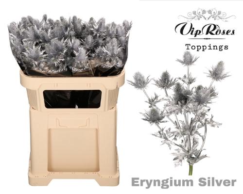 Eryngium alpinum kleurbehandeld H%