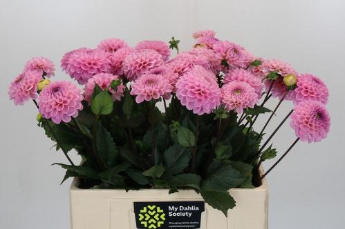 Dahlia Ball Grp 'Wizard of Oz'
