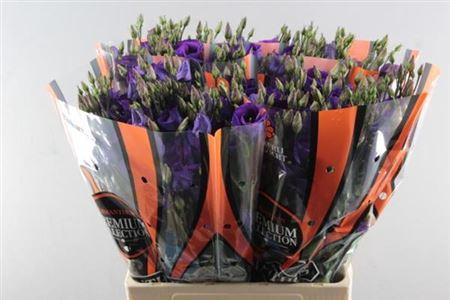 Eustoma russellianum enkelbloemig 'Piccolo Violet'